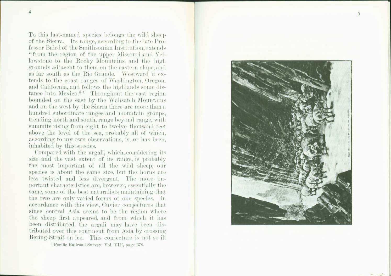 THE WILD SHEEP 1881.vist0017c